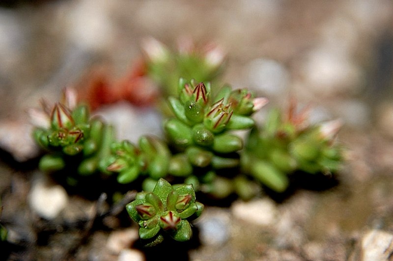 Sedum caespitosum / Borracina cespugliosa